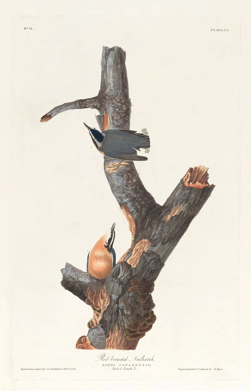 Red Breasted Nuthatch Wall Art by John James Audubon - High-Resolution Digital Print