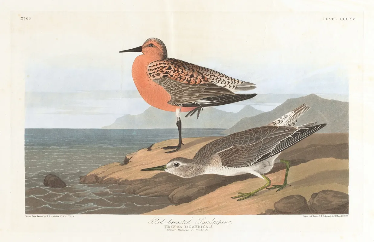 Red Breasted Sandpiper Wall Art by John James Audubon - High-Resolution Digital Print