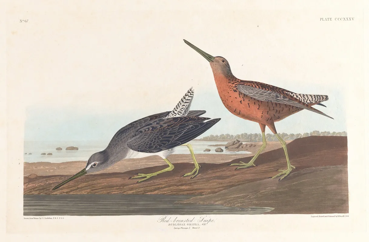 Red Breasted Snipe Wall Art by John James Audubon - High-Resolution Digital Print