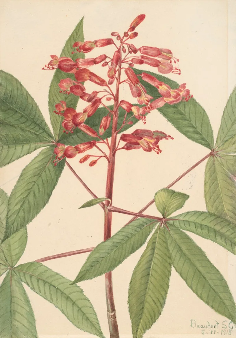 Red Buckeye Aesculus Pavia 2