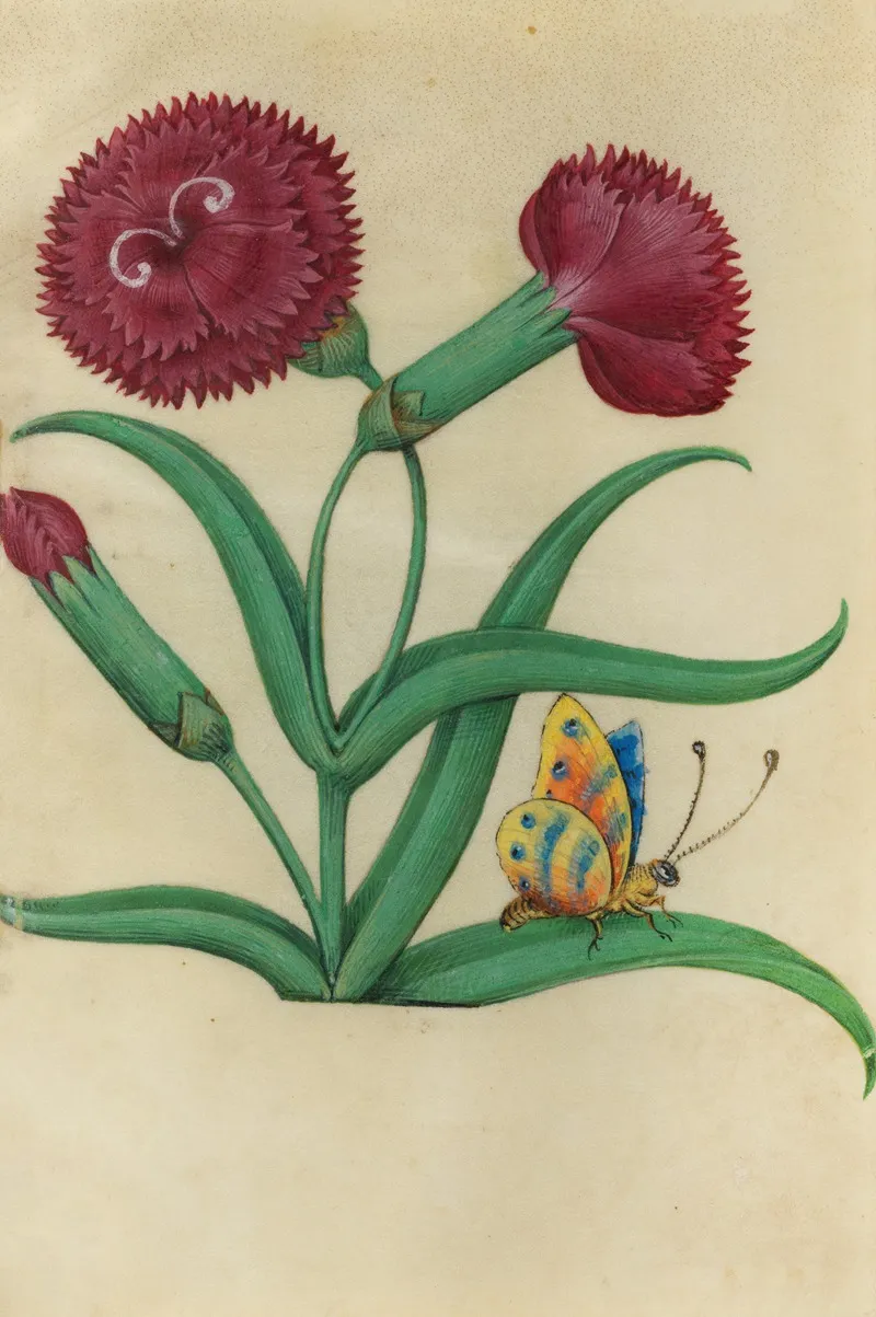 Red Carnation Dianthus Sp With A Blue Orange And Yellow Butterfly Wall Art by Master of Claude de France - High-Resolution Digital Print