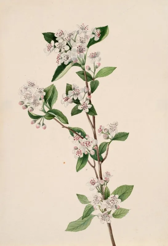 Red Chokeberry Aronia Arbutifolia 2