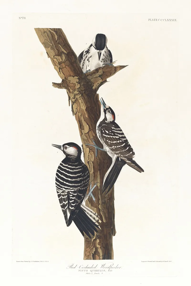 Red Cockaded Woodpecker Wall Art by John James Audubon - High-Resolution Digital Print