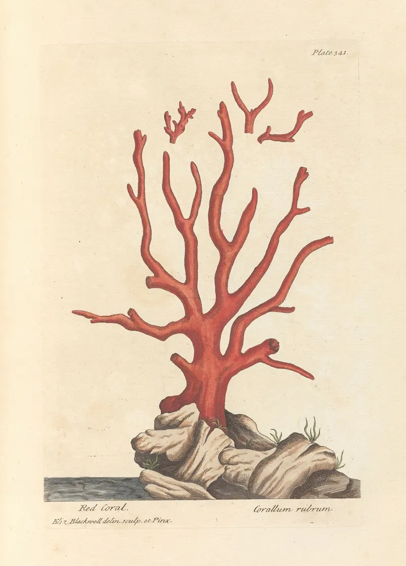 Red Coral Wall Art by Elizabeth Blackwell - High-Resolution Digital Print