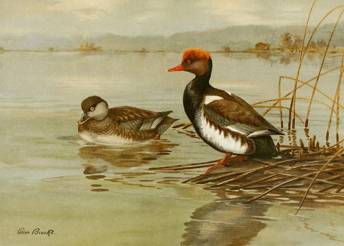 Red Crested Pochard 2 Wall Art by Allan Brooks - High-Resolution Digital Print