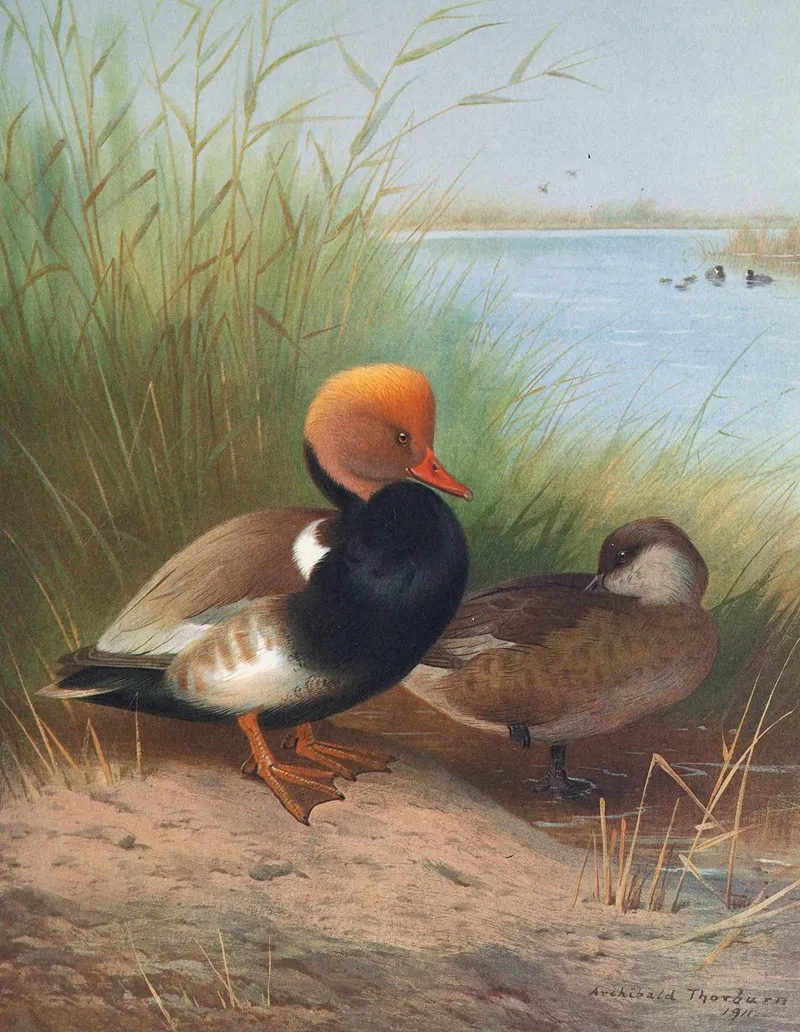 Red Crested Pochard Wall Art by Otto Murray Dixon - High-Resolution Digital Print