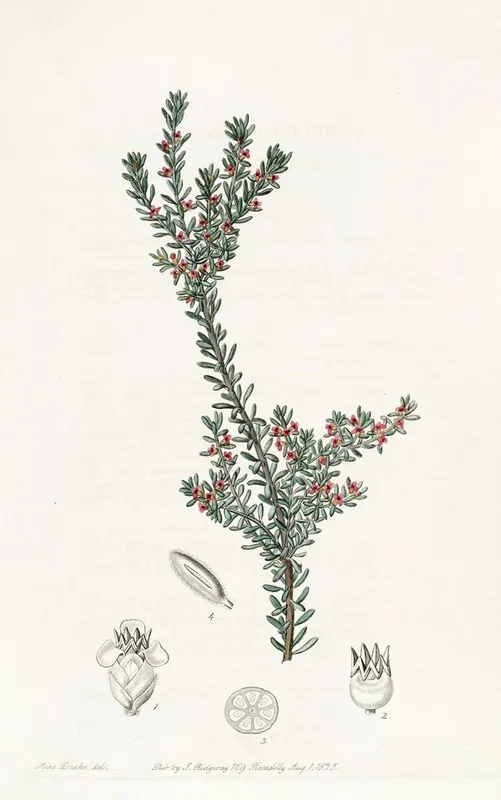 Red Crowberry Wall Art by Sydenham Edwards - High-Resolution Digital Print