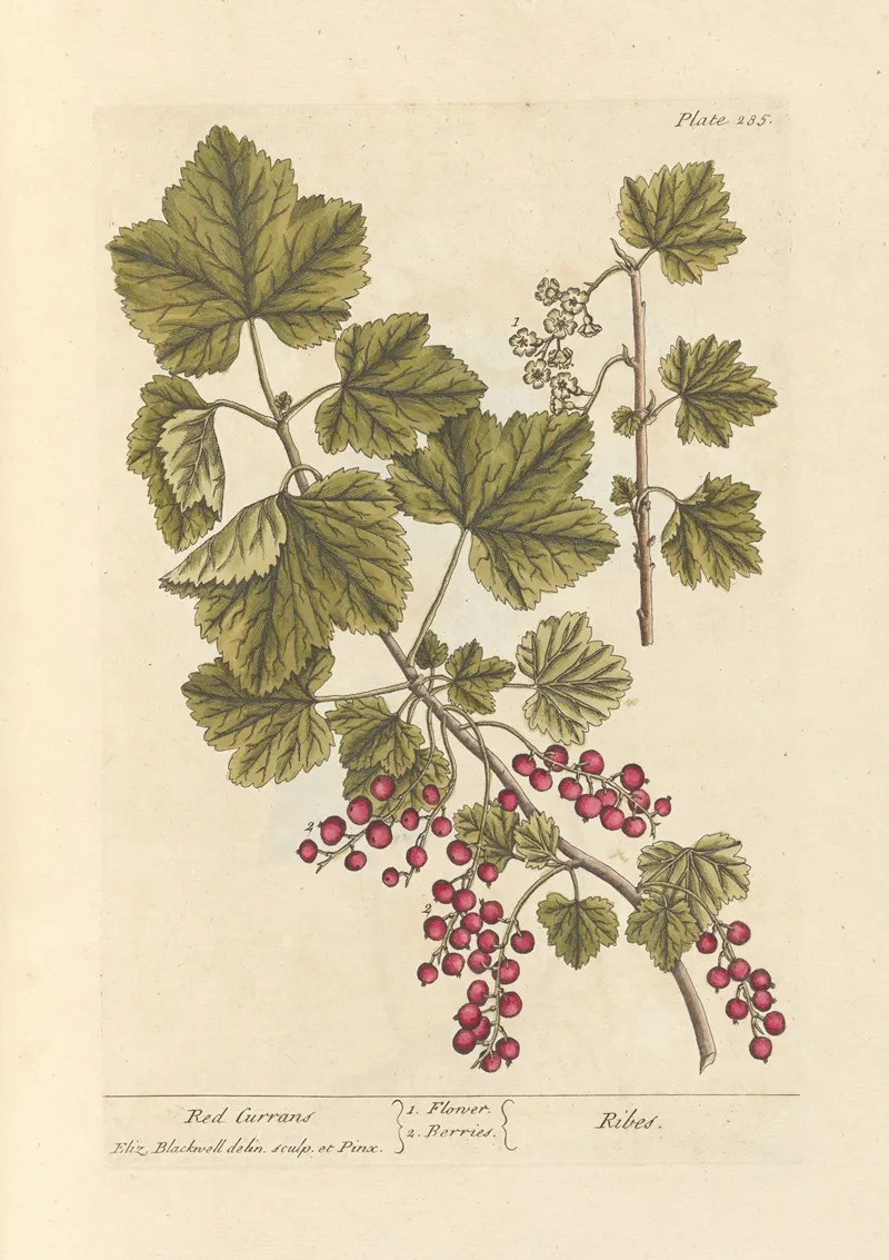 Red Currans Wall Art by Elizabeth Blackwell - High-Resolution Digital Print
