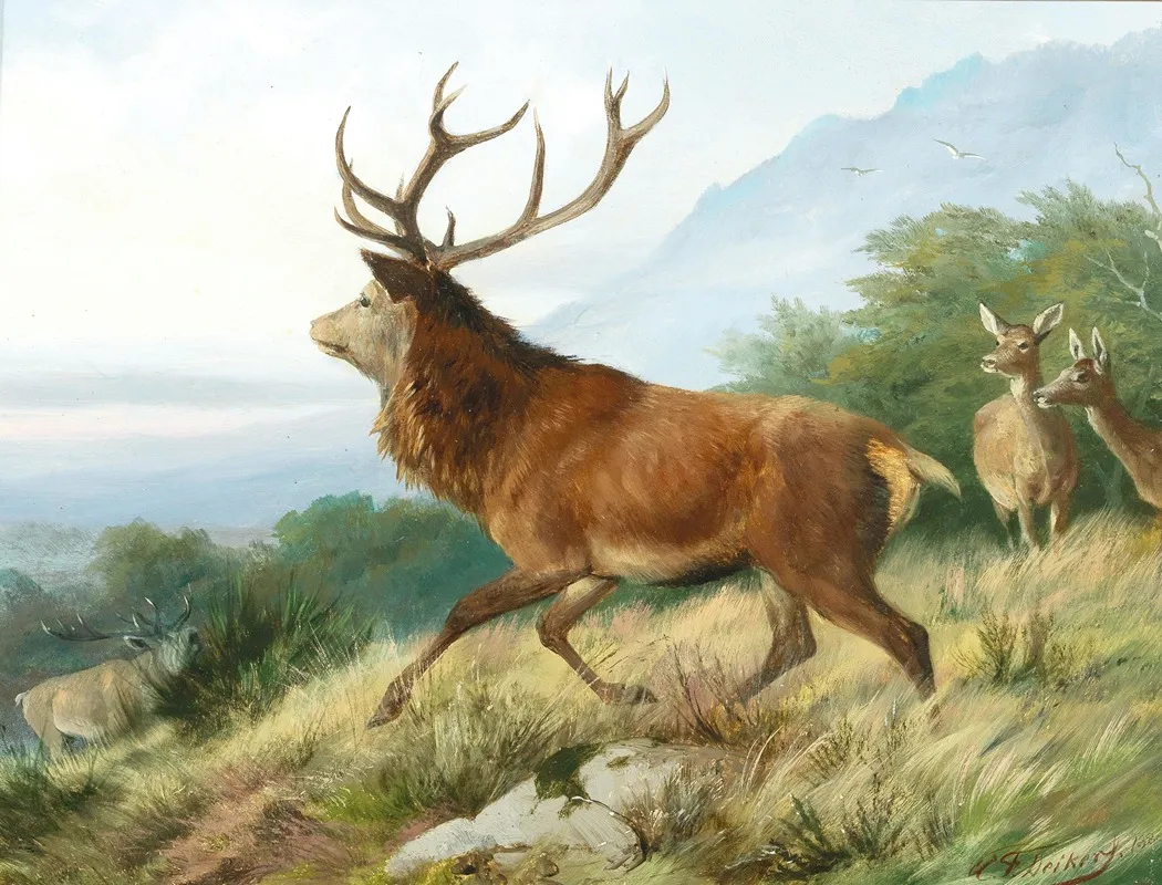 Red Deer In The Rutting Season