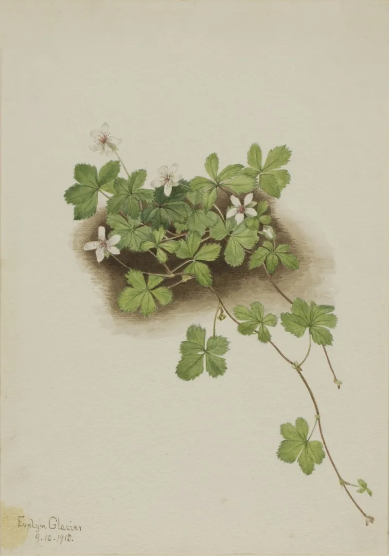 Red Dewberry Rubus Pedatus 2