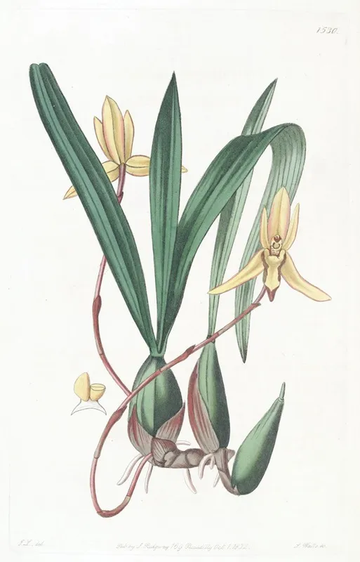 Red Edged Cymbidium Wall Art by Sydenham Edwards - High-Resolution Digital Print