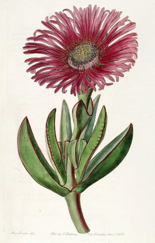 Red Edged Fig Marigold Wall Art by Sydenham Edwards - High-Resolution Digital Print
