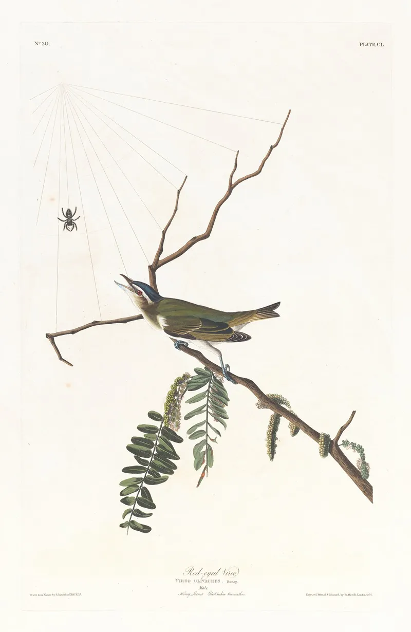 Red Eyed Vireo 2 Wall Art by John James Audubon - High-Resolution Digital Print