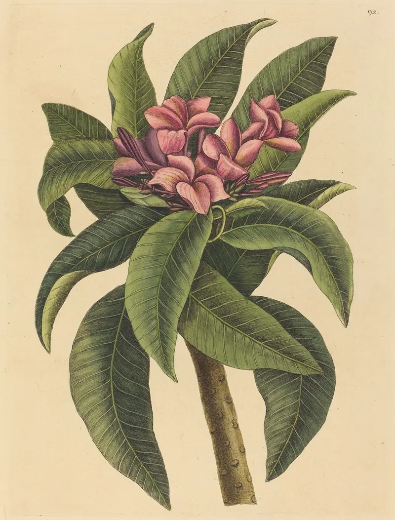 Red Frangipanni Plumeria Rubra Wall Art by Mark Catesby - High-Resolution Digital Print