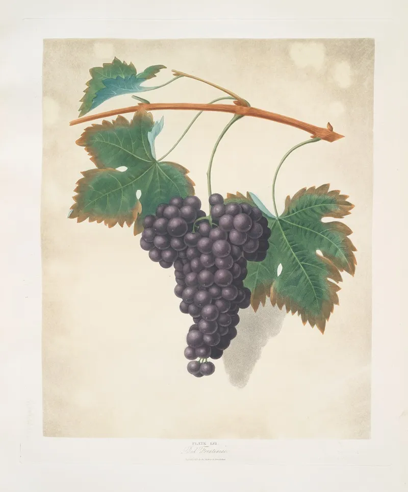 Red Frontianiac Grape Wall Art by George Brookshaw - High-Resolution Digital Print