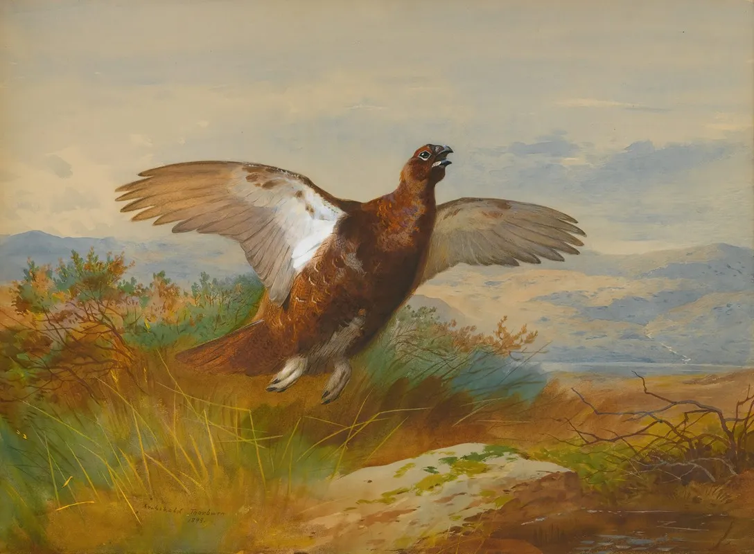 Red Grouse In Flight Wall Art by Archibald Thorburn - High-Resolution Digital Print