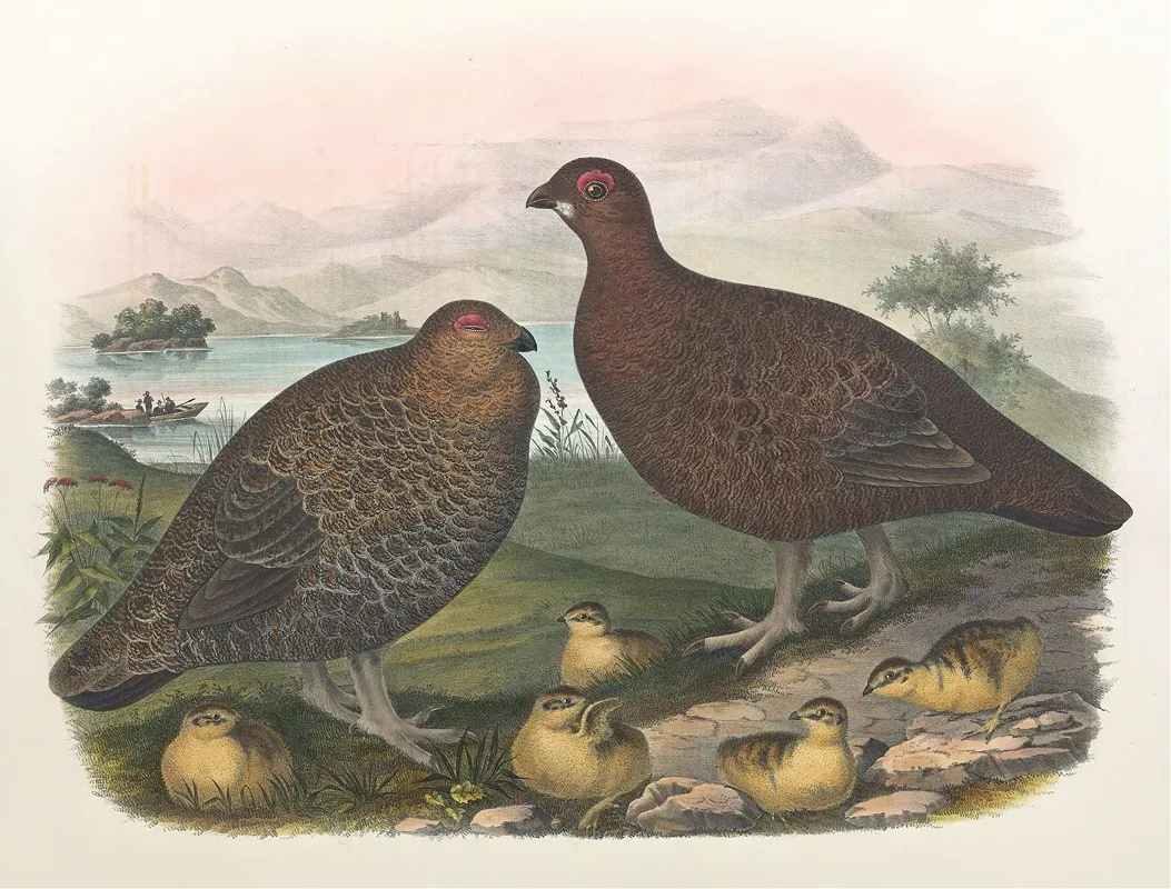 Red Grouse Wall Art by Daniel Giraud Elliot - High-Resolution Digital Print