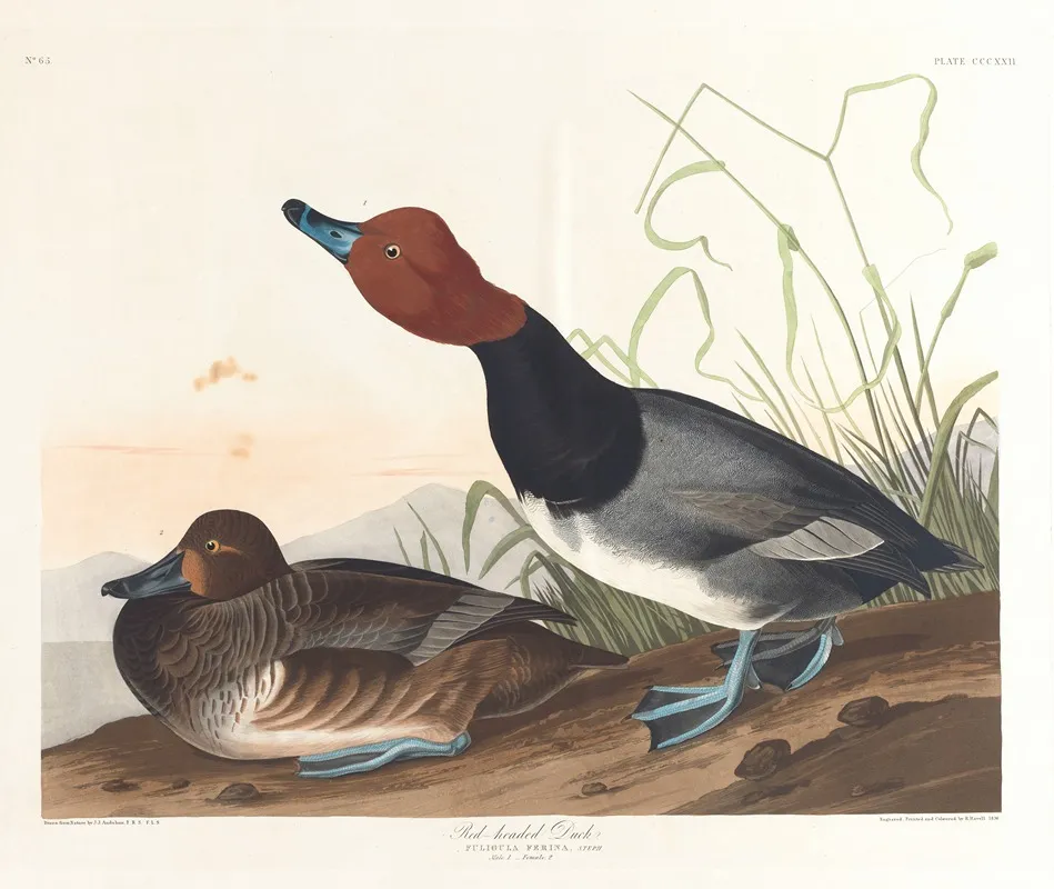 Red Headed Duck Wall Art by John James Audubon - High-Resolution Digital Print