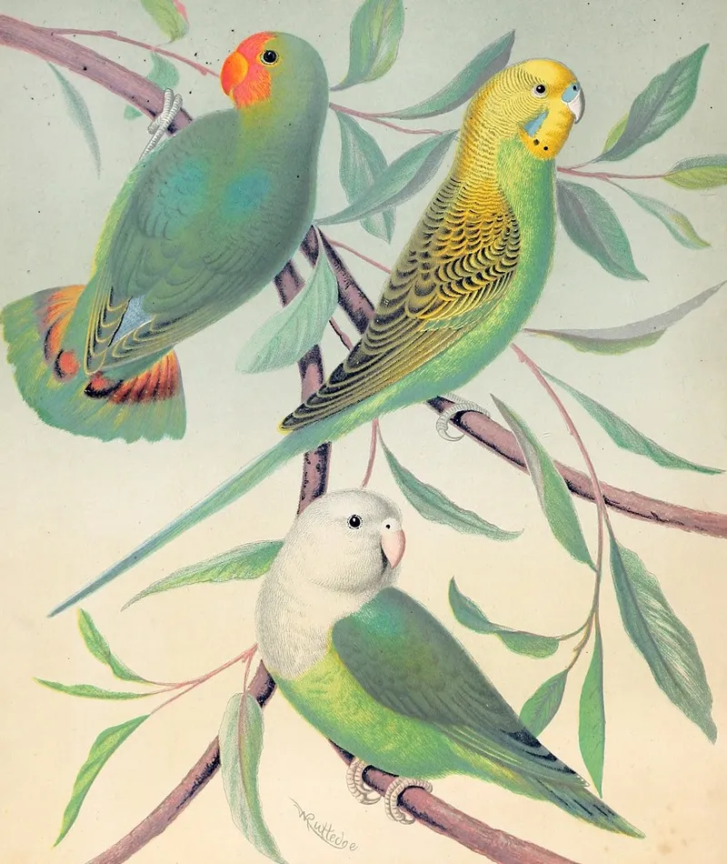 Red Headed Love Bird Grass Parakeet Madagascar Love Bird Wall Art by W. A . Blakston - High-Resolution Digital Print
