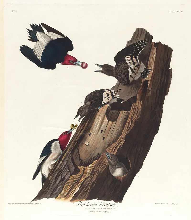 Red Headed Woodpecker Wall Art by John James Audubon - High-Resolution Digital Print