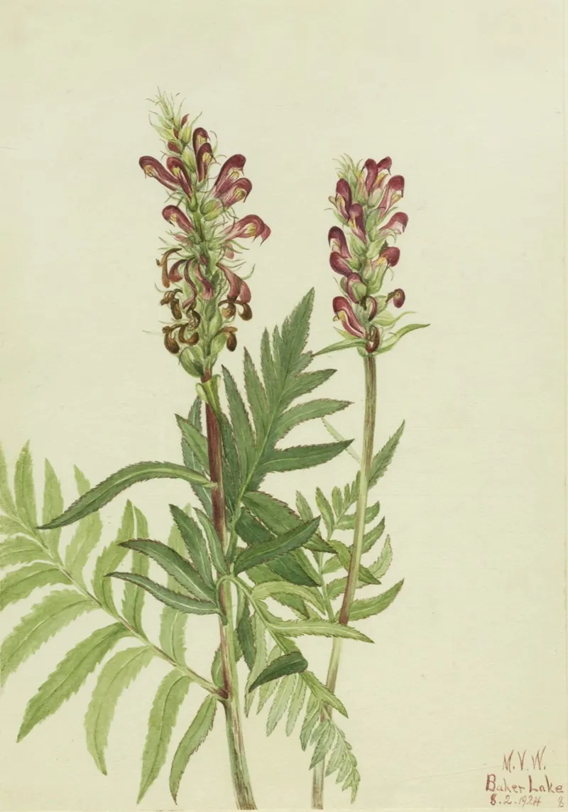 Red Helmet Pedicularis Bracteosa 2