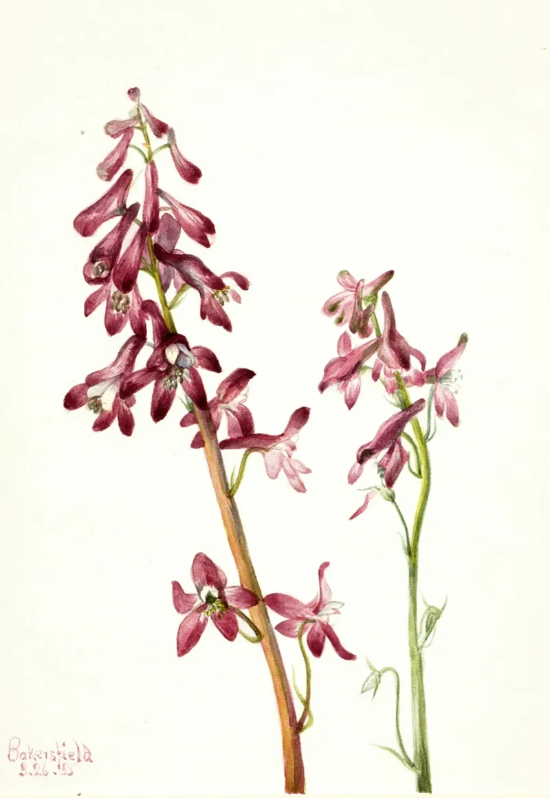 Red Larkspur Delphinium Nudicale