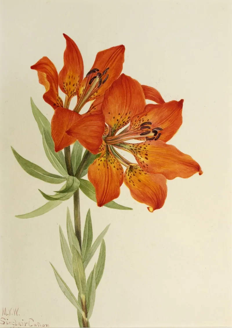 Red Lily Lilium Montanum 2