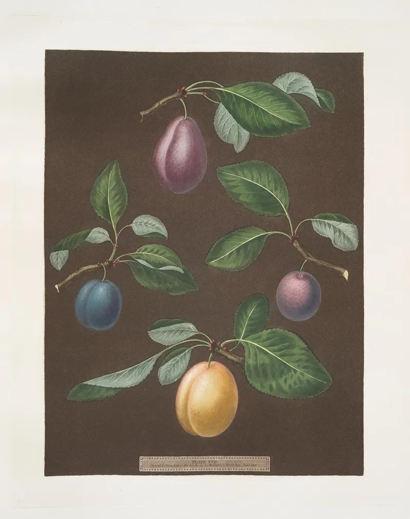 Red Magnum Blue Perdrigon Le Loyal And The White Magnum Bonum Plums Wall Art by George Brookshaw - High-Resolution Digital Print