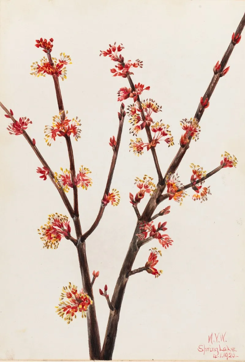 Red Maple Acer Rubrum 2