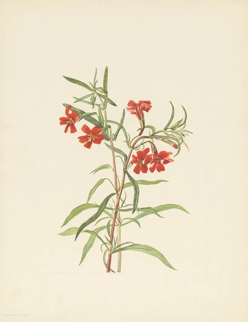 Red Monkeyflower Diplacus Puniceus 2