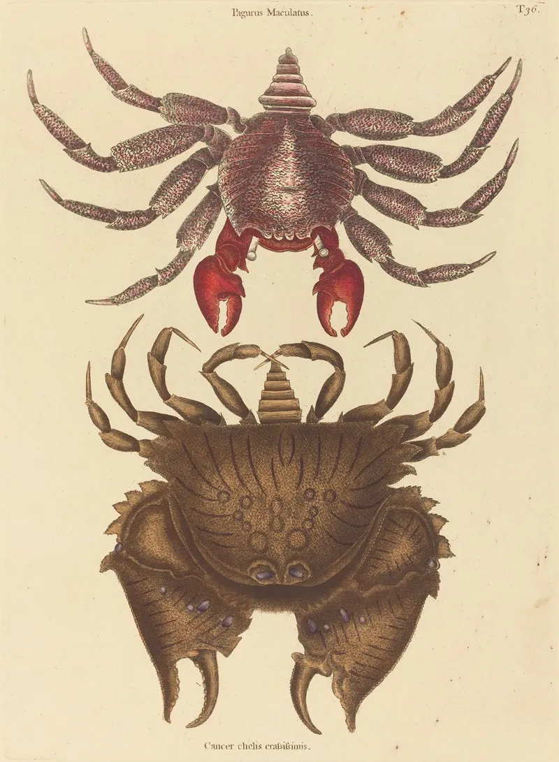 Red Mottled Rock Crab Cancer Grapsus Wall Art by Mark Catesby - High-Resolution Digital Print
