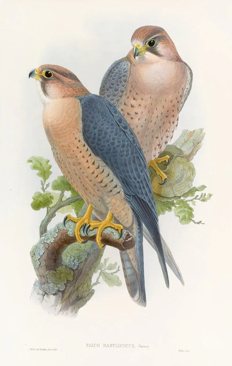 Red Naped Falcon Wall Art by John Gould - High-Resolution Digital Print