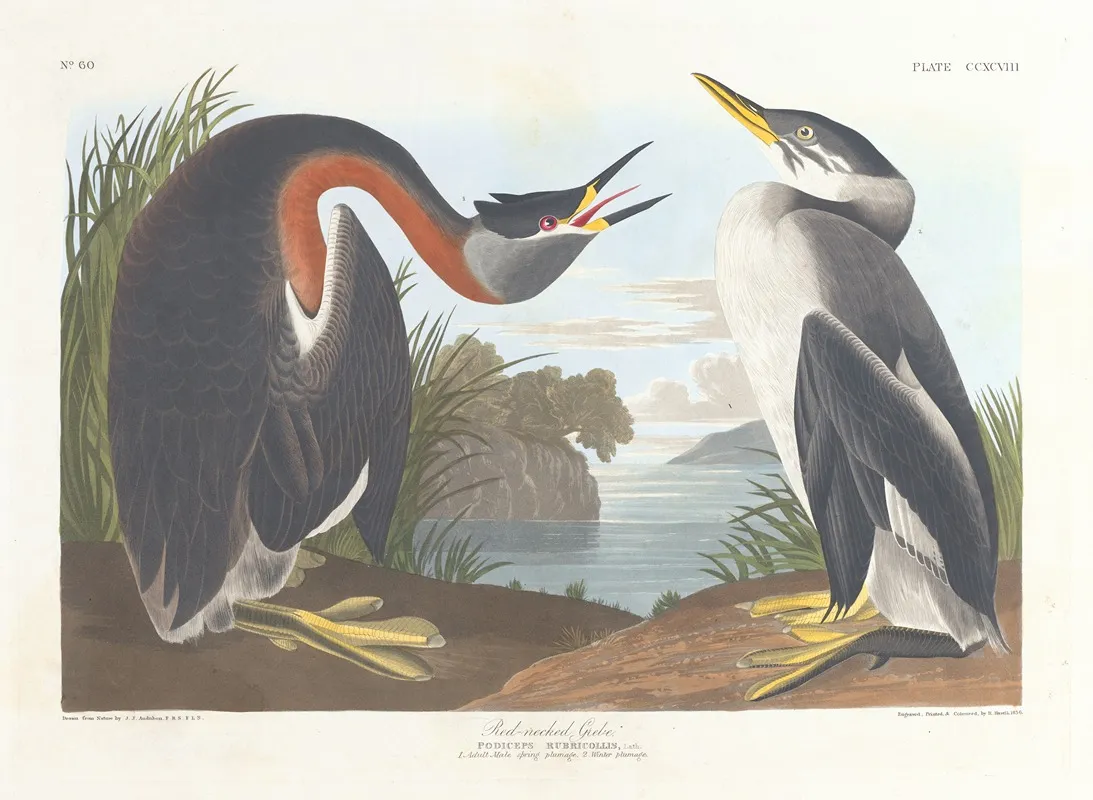 Red Necked Grebe Wall Art by John James Audubon - High-Resolution Digital Print