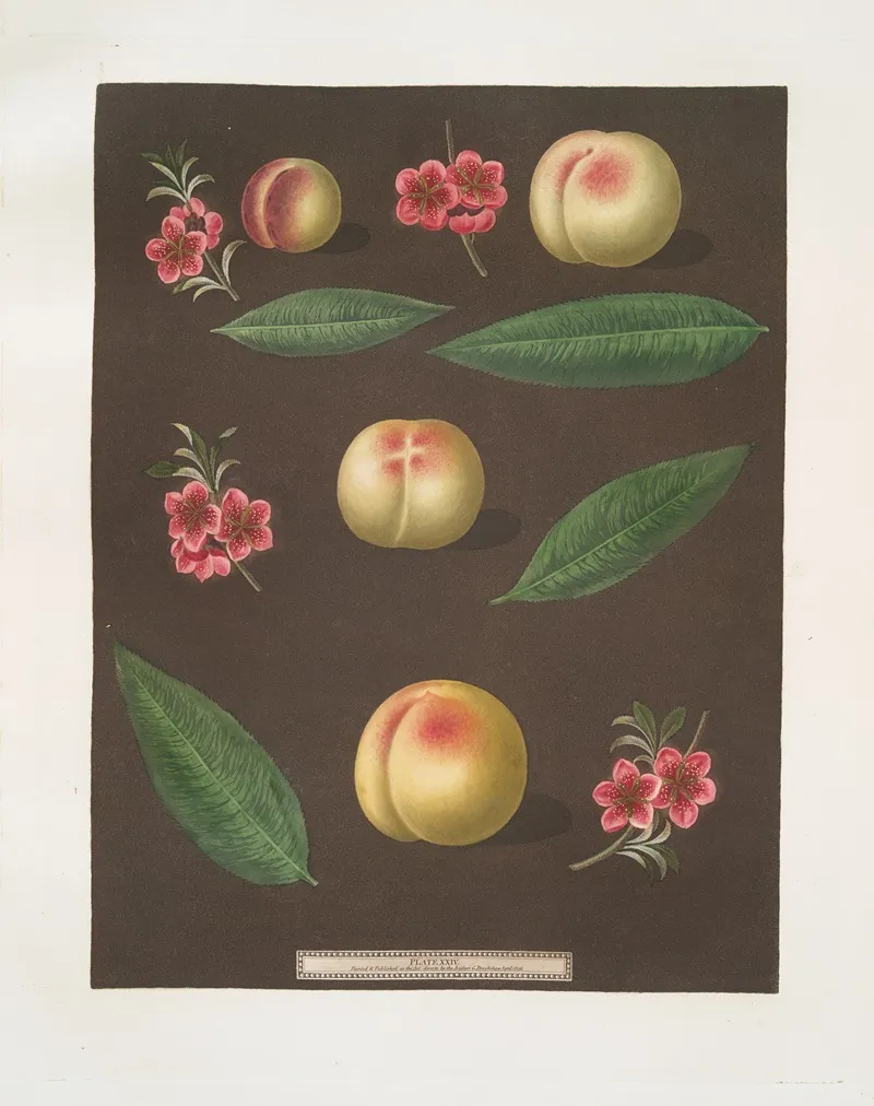 Red Nutmeg Hemskirk Early Ann And French Vanguard Peaches Wall Art by George Brookshaw - High-Resolution Digital Print