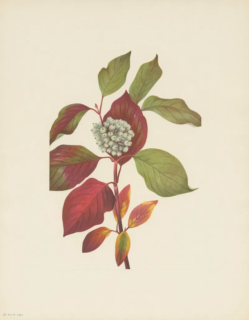 Red Osier Dogwood Cornus Stolonifera 2