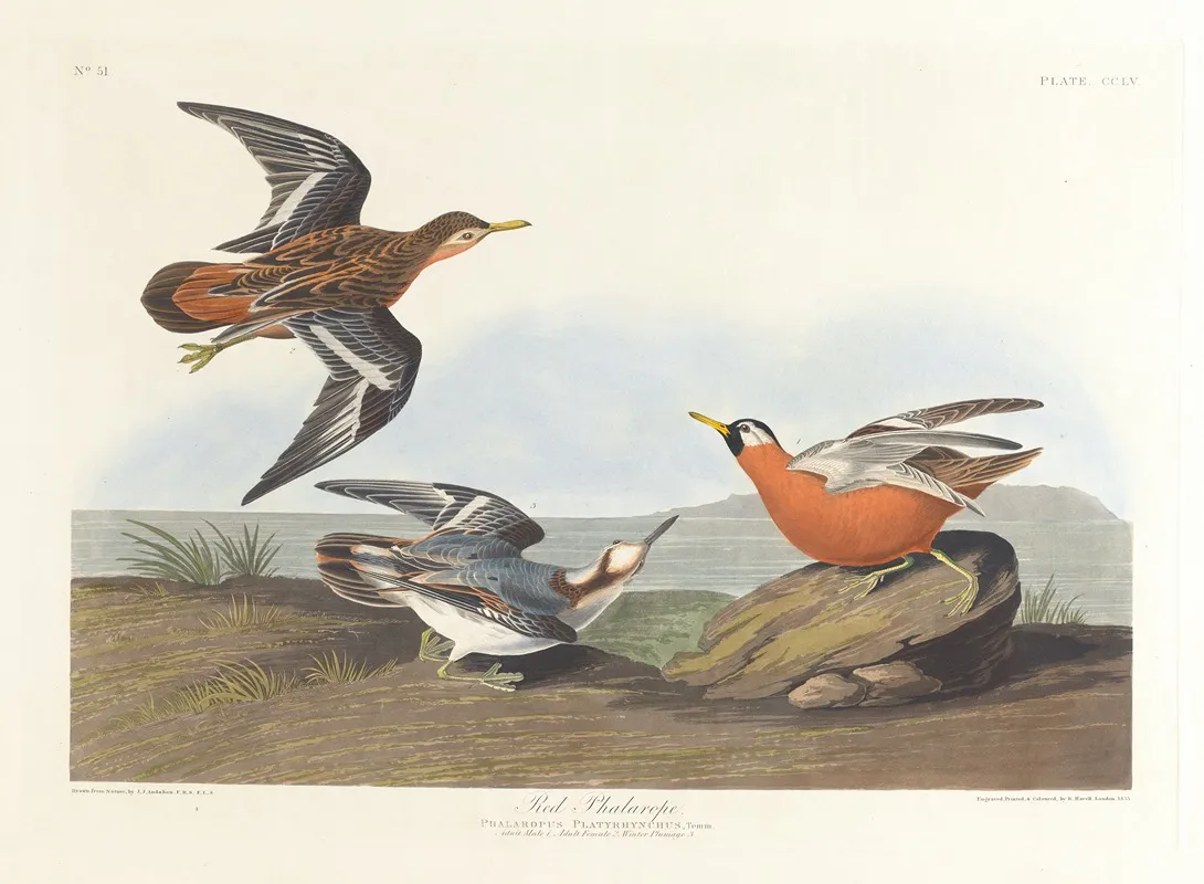 Red Phalarope Wall Art by John James Audubon - High-Resolution Digital Print