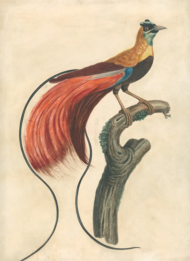 Red Plumed Bird Of Paradise Paradisea Apoda Raggiana Southeastern New Guinea Wall Art by John Collet - High-Resolution Digital Print