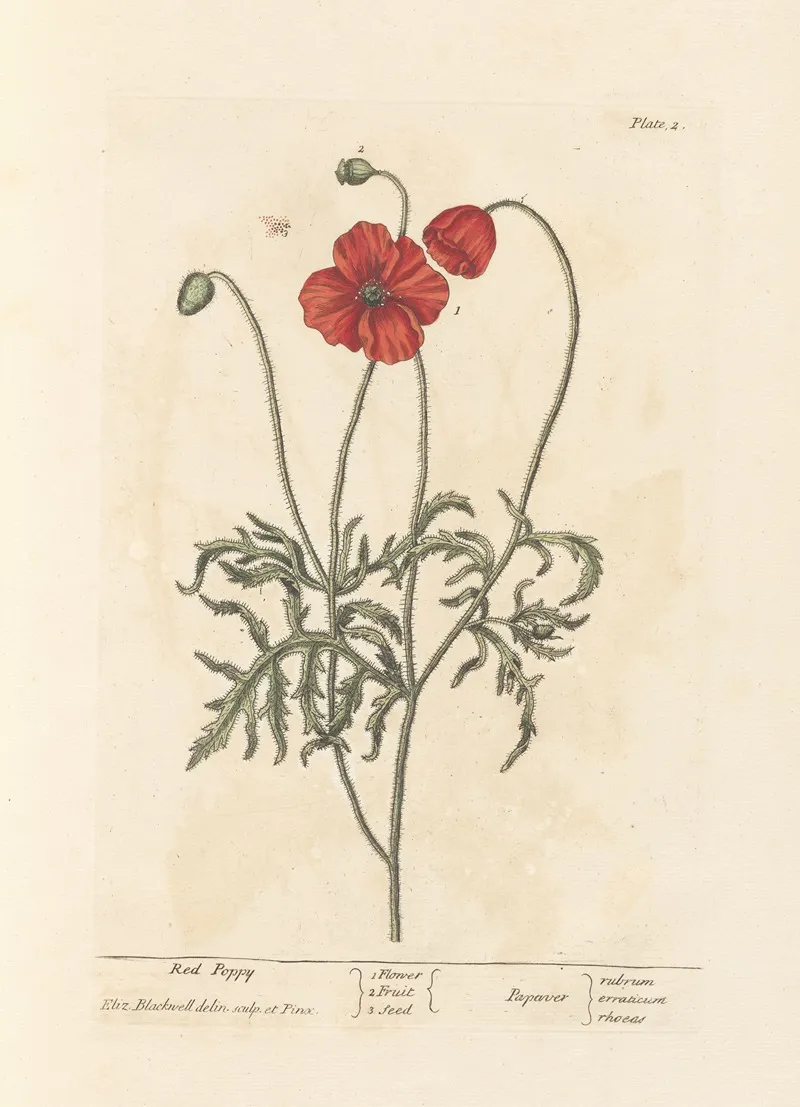 Red Poppy Wall Art by Elizabeth Blackwell - High-Resolution Digital Print