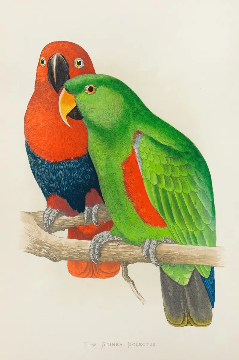 Red Sided Or New Guinea Eclectus Wall Art by Alexander Francis Lydon - High-Resolution Digital Print