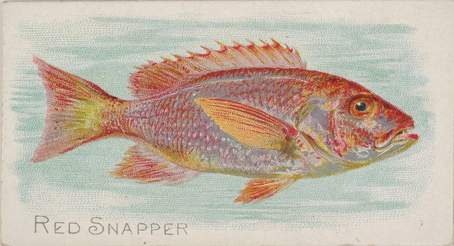 Red Snapper Wall Art by Allen &amp; Ginter - High-Resolution Digital Print