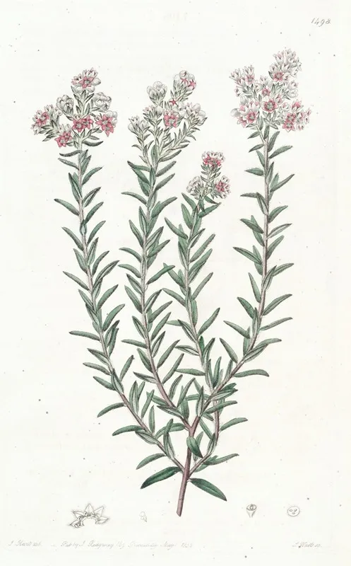 Red Soulangia Wall Art by Sydenham Edwards - High-Resolution Digital Print