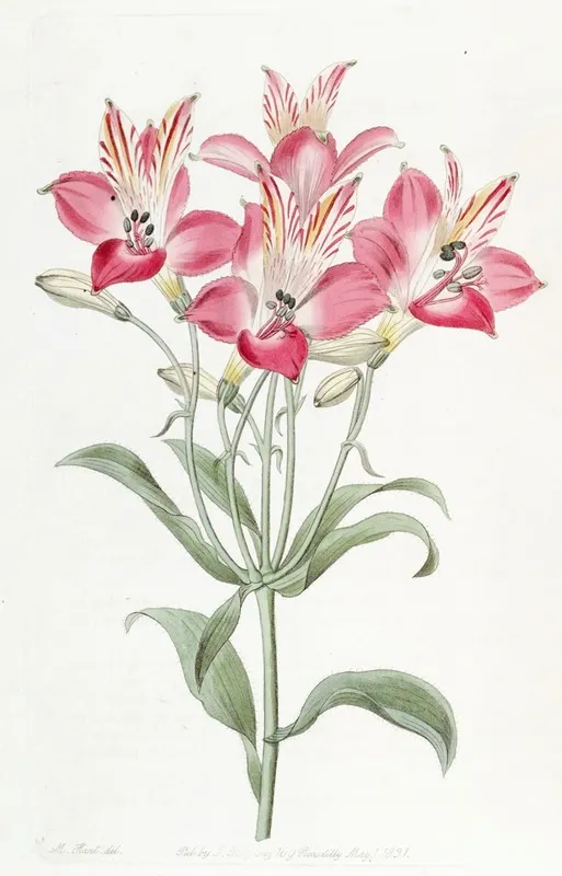 Red Speckled Flowered Alstromeria Wall Art by Sydenham Edwards - High-Resolution Digital Print