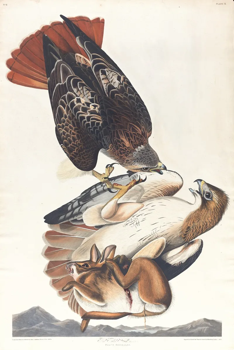Red Tailed Hawk Wall Art by John James Audubon - High-Resolution Digital Print