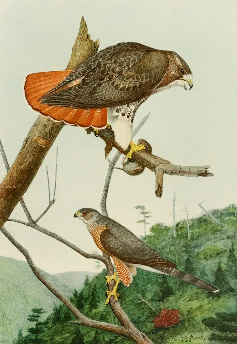 Red Tailed Hawkcoopers Hawk Wall Art by Louis Agassiz Fuertes - High-Resolution Digital Print