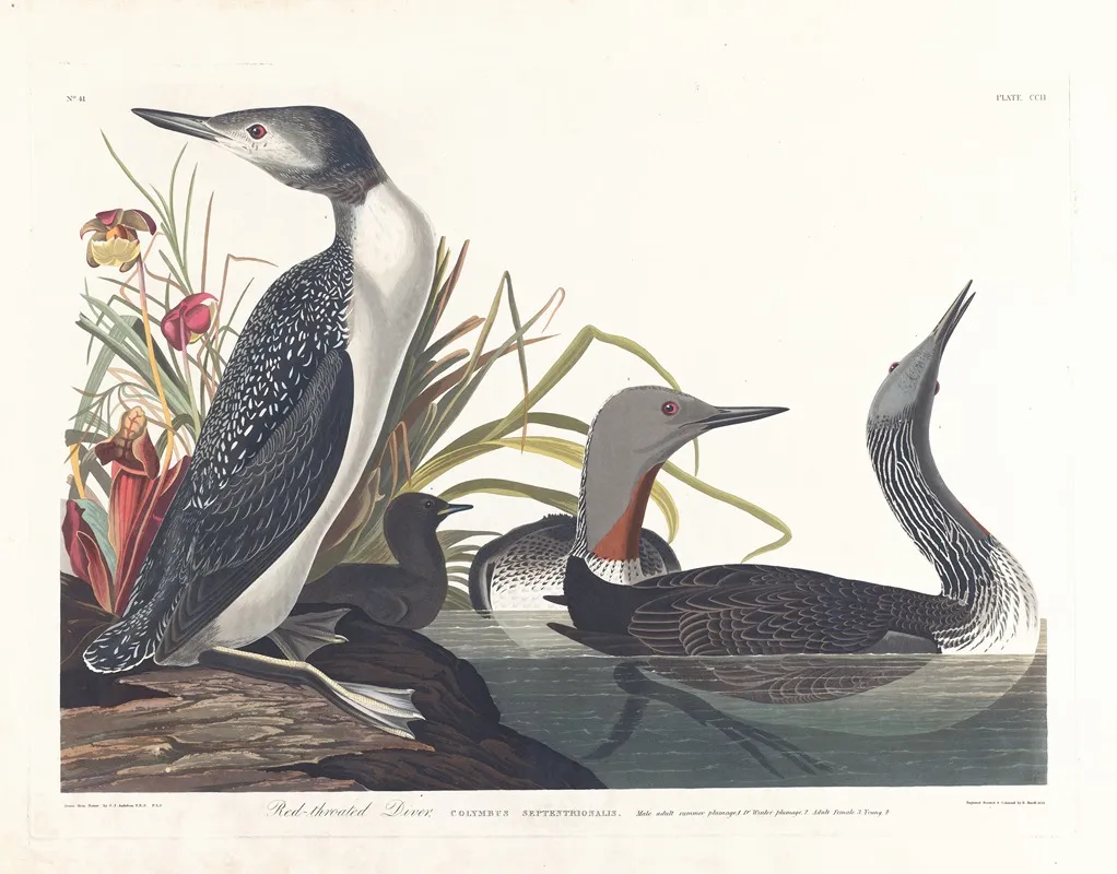 Red Throated Diver 2 Wall Art by John James Audubon - High-Resolution Digital Print