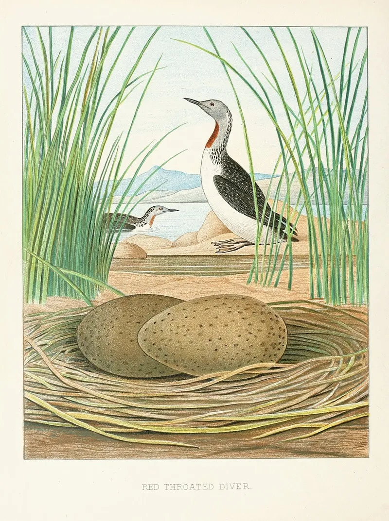 Red Throated Diver Wall Art by Edwin L. Sheppard - High-Resolution Digital Print