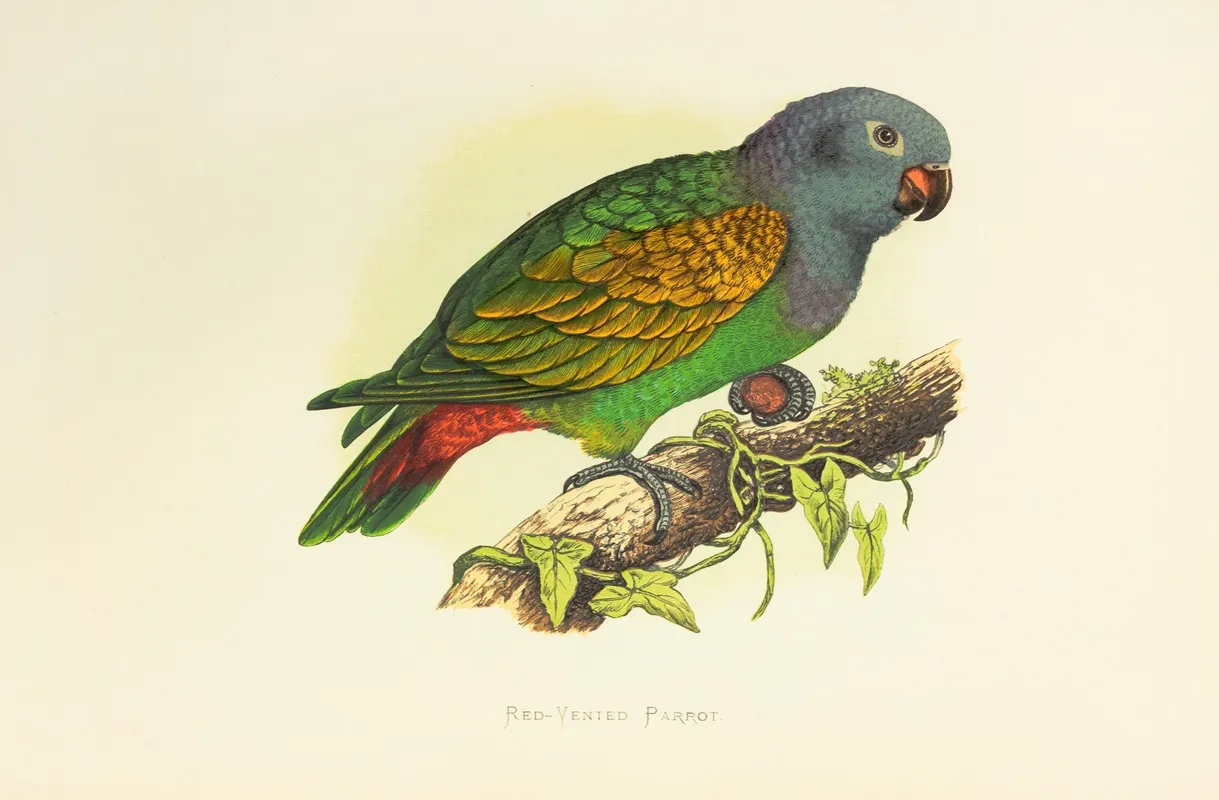 Red Vented Parrot Wall Art by Alexander Francis Lydon - High-Resolution Digital Print