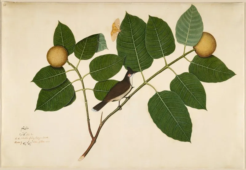 Red Whiskered Bulbul And Aganais Ficus Moth On Kadamba Branch Wall Art by Sheikh Zain al-Din - High-Resolution Digital Print