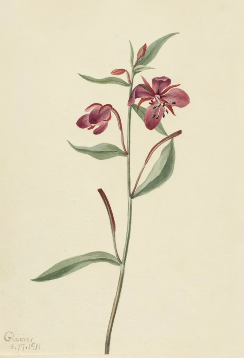 Red Willowweed Epilobium Latifolium 2