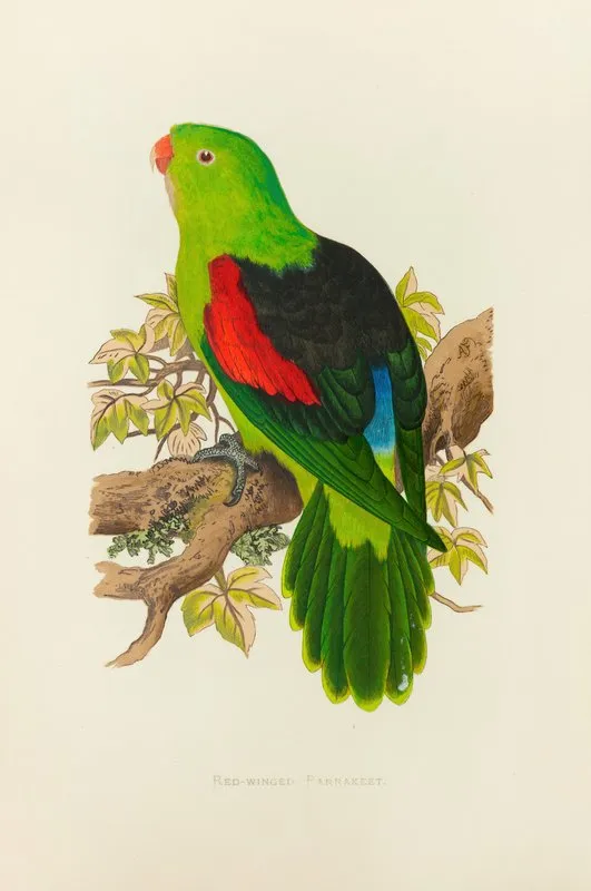 Red Winged Parrakeet Wall Art by Alexander Francis Lydon - High-Resolution Digital Print